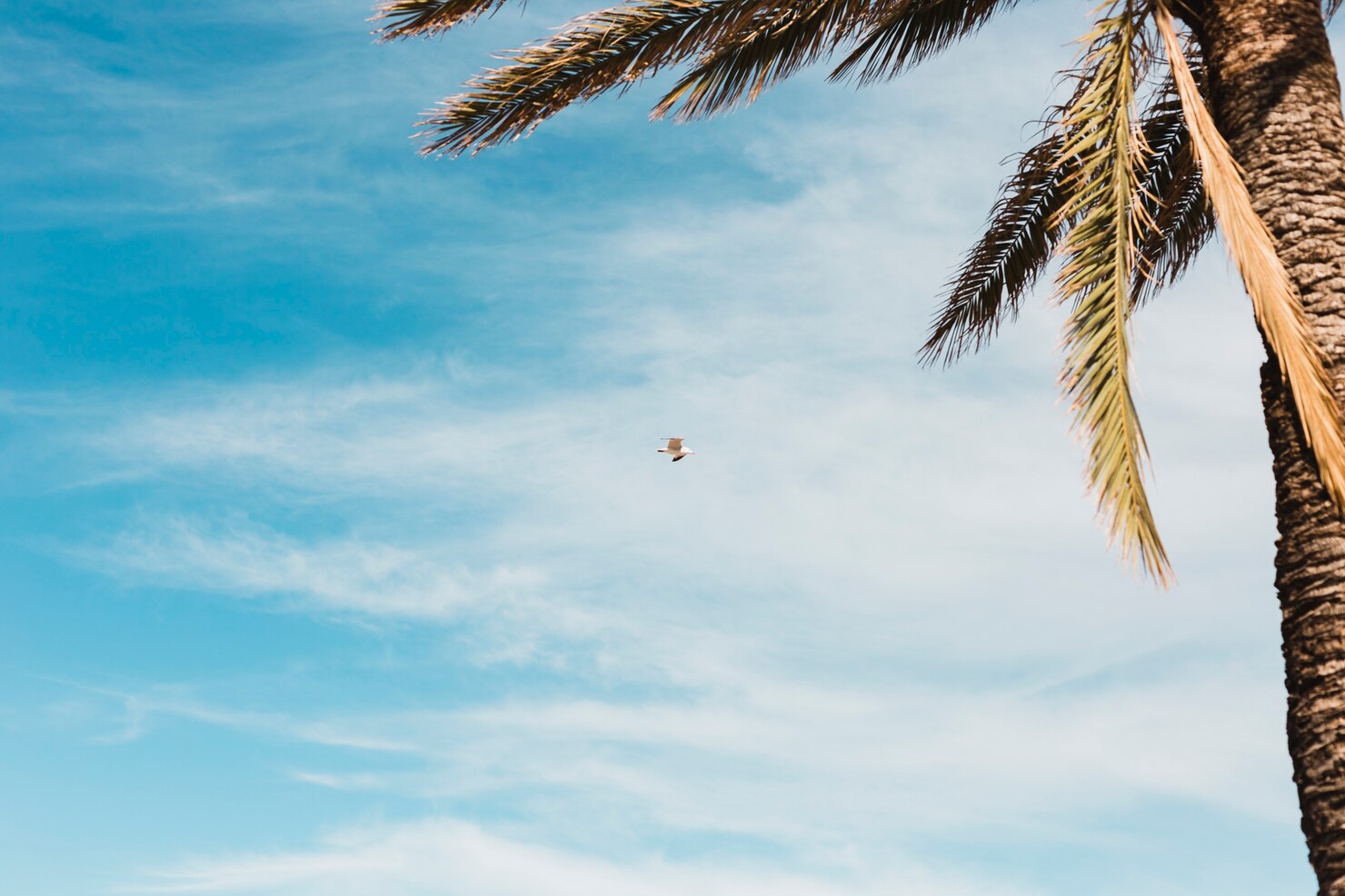 A bird takes flight in the sky, soaring over a vibrant palm tree under the sun.